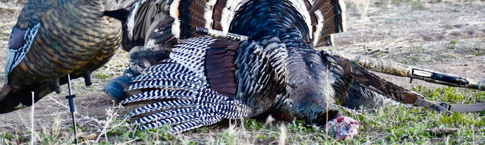 Spring Turkey Hunt Colorado With Reverse 7 L Outfitters